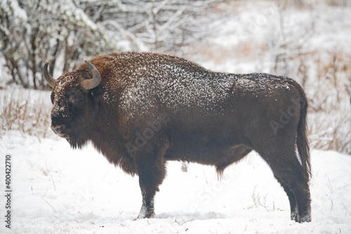 Fotótapéta European bison in the forest