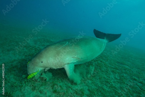 Dugong - sea cow