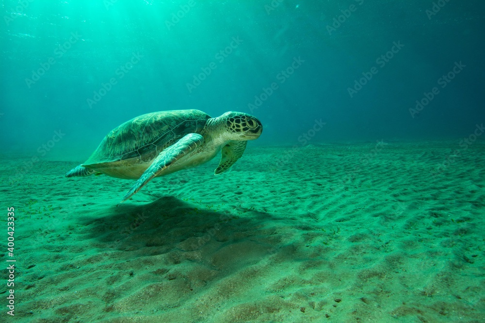 Obraz premium Green turtle underwater