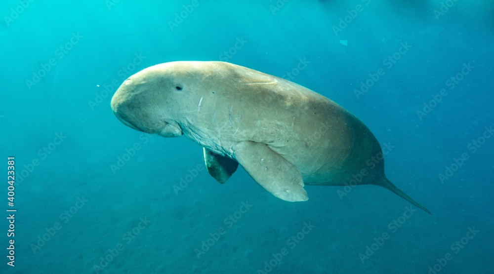 Naklejka premium dugong sea cow underwater