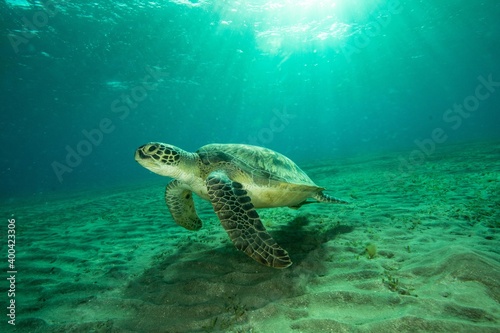 Green turtle underwater © Stanislav