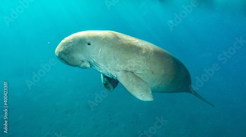 dugong sea cow underwater