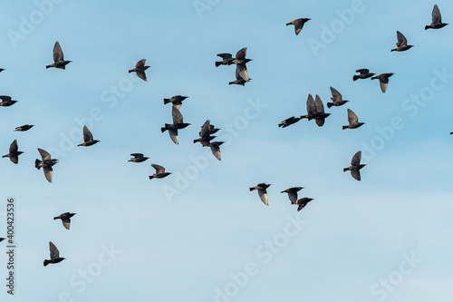 a flock of starling birds flew over the hazy blue sky