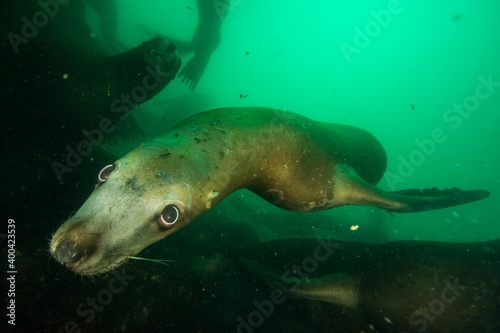 Steller sea lion underwater