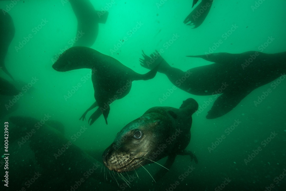 Fototapeta premium Sea lions underwater