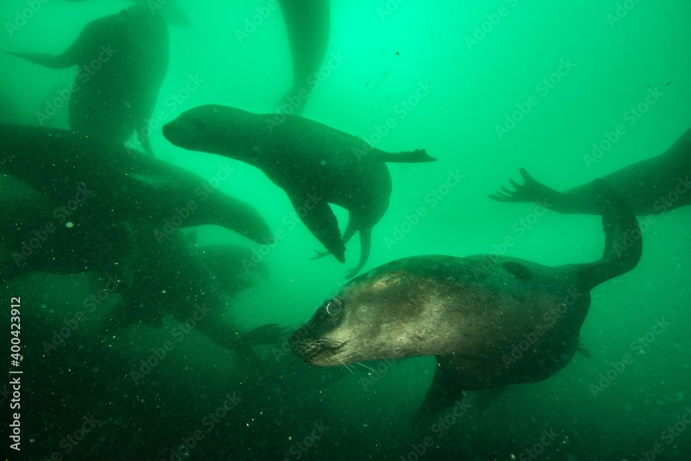 Fototapeta premium Sea lions underwater