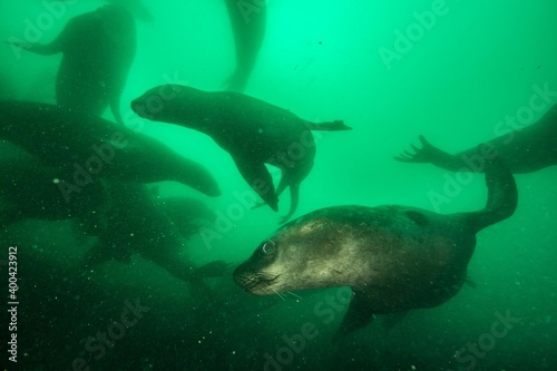 Sea lions underwater