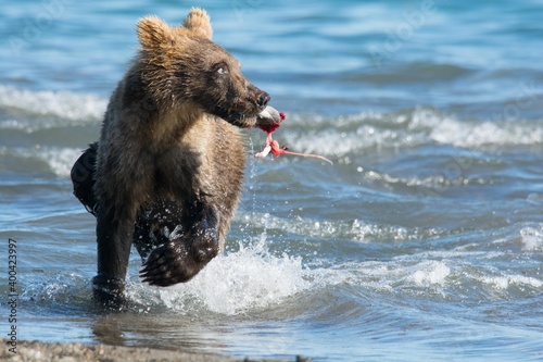 Brown bear predates on salmon, Russia