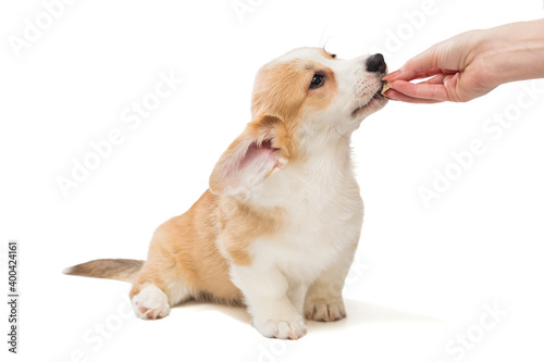 Woman's hand feeds a Corgi puppy © Okssi