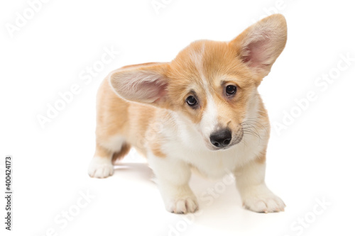Small, funny Corgi puppy