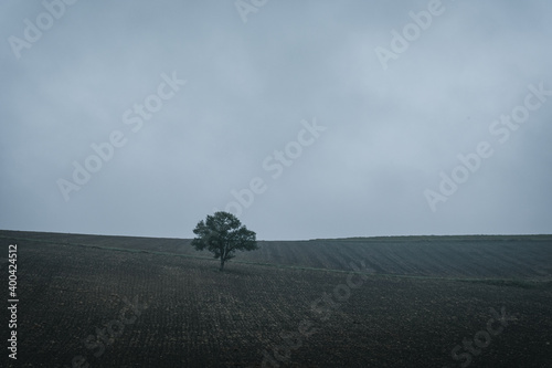 Foto A lonely tree in the middle of an agricultural field, with little grass because of winter time