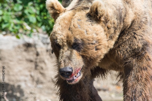 Brown bear predates on salmon, Kamchatka, Russia