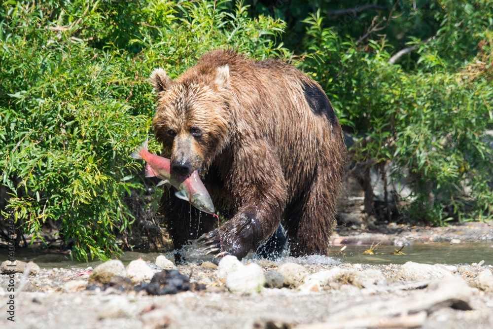 Brown bear predates on salmon, Kamchatka, Russia Brown bear predates on salmon, Kamchatka, Russia