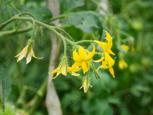 flowering tomato bushes in a greenhouse