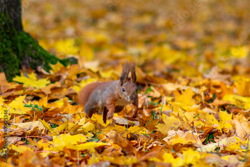 squirrel in the park