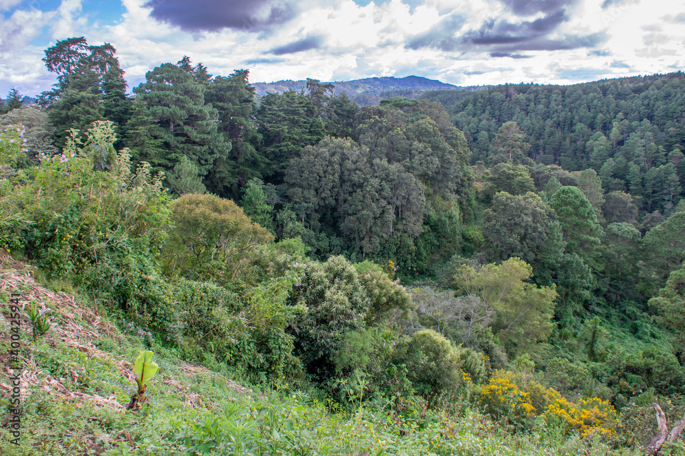 Naklejka premium Forest of old trees and mountains at sunset conifers, source of pure air and oxygen in Guatemala.