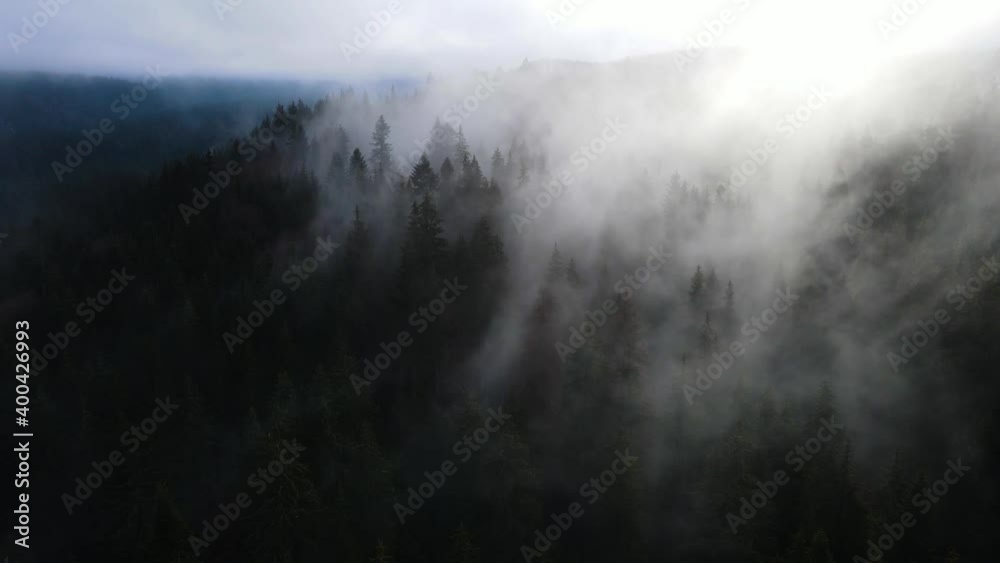 Fog in the forest spruce clouds aero 4K video from a height Fog in the forest spruce clouds aero 4K video from a height