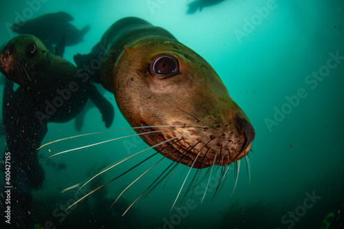 Steller's sea lion plays underwater © Stanislav