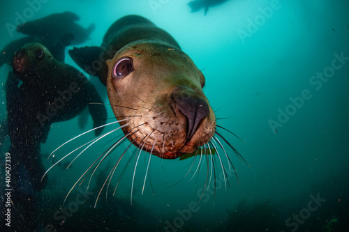 Steller's sea lion plays underwater