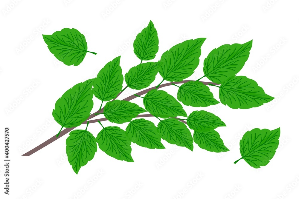 Obraz premium A branch with green openwork leaves on a white background for decorating wallpaper, textiles, tiles