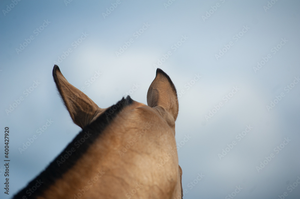 Horse ears, view from back