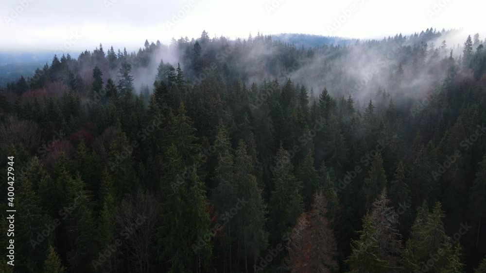 Fog in the forest spruce clouds aero 4K video from a height