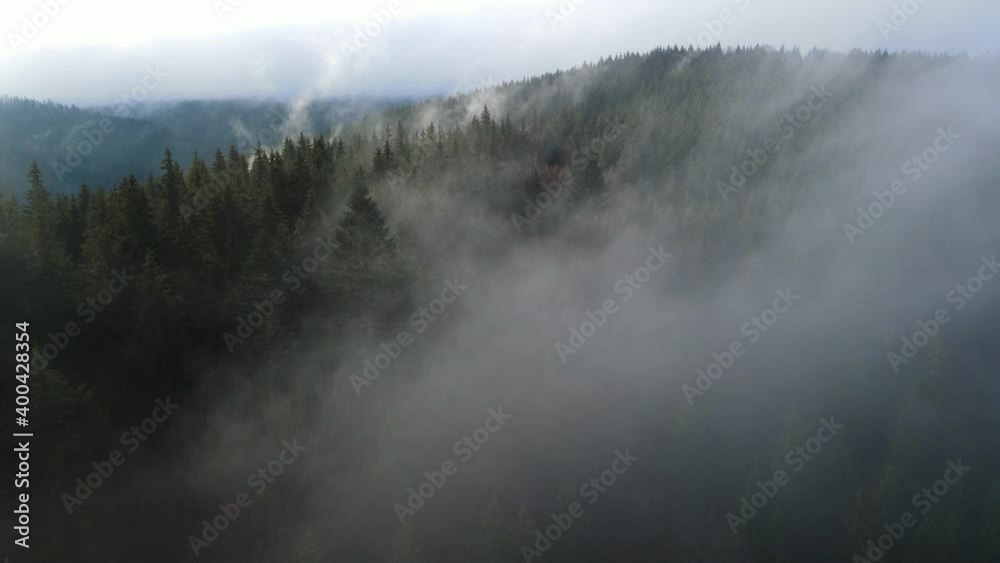 Fog in the forest spruce clouds aero 4K video from a height Fog in the forest spruce clouds aero 4K video from a height