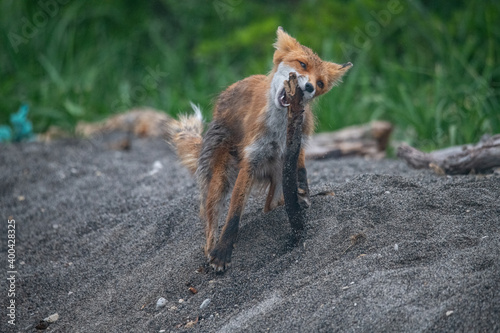 Red fox plays in Kamchatka, Russia