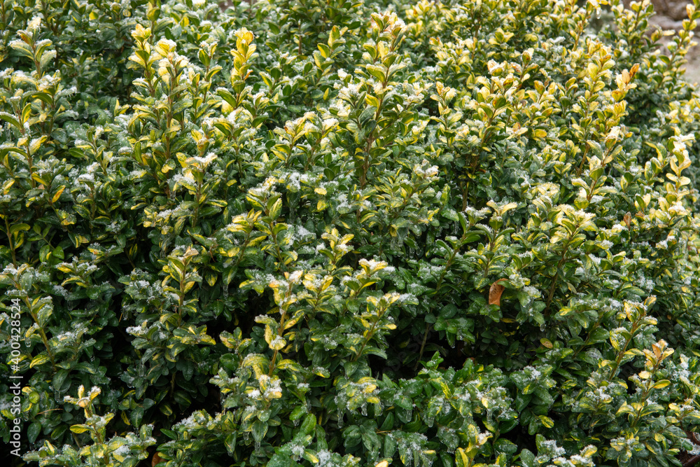 evergreen trees in the snow