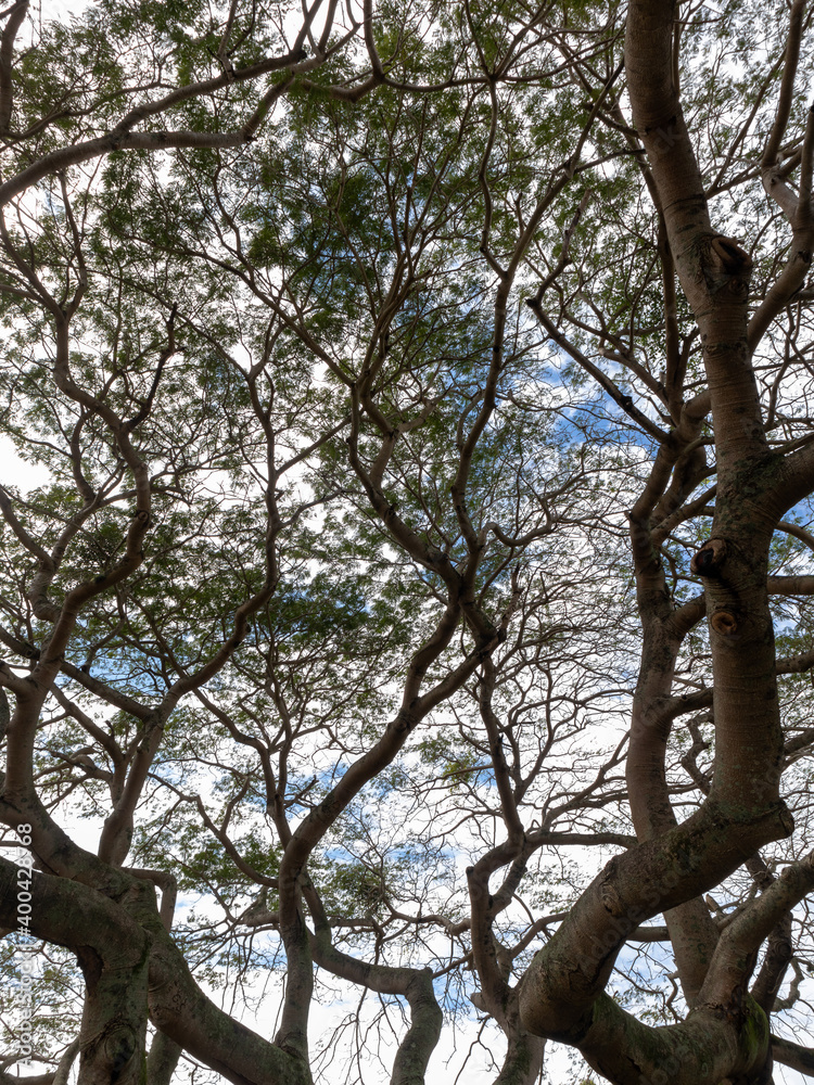 Large and tall centenary tree, with its long and large branches with small leaves, Aterro do Flamengo, city and state of Rio de Janeiro, Brazil Large and tall centenary tree, with its long and large branches with small leaves, Aterro do Flamengo, city and state of Rio de Janeiro, Brazil