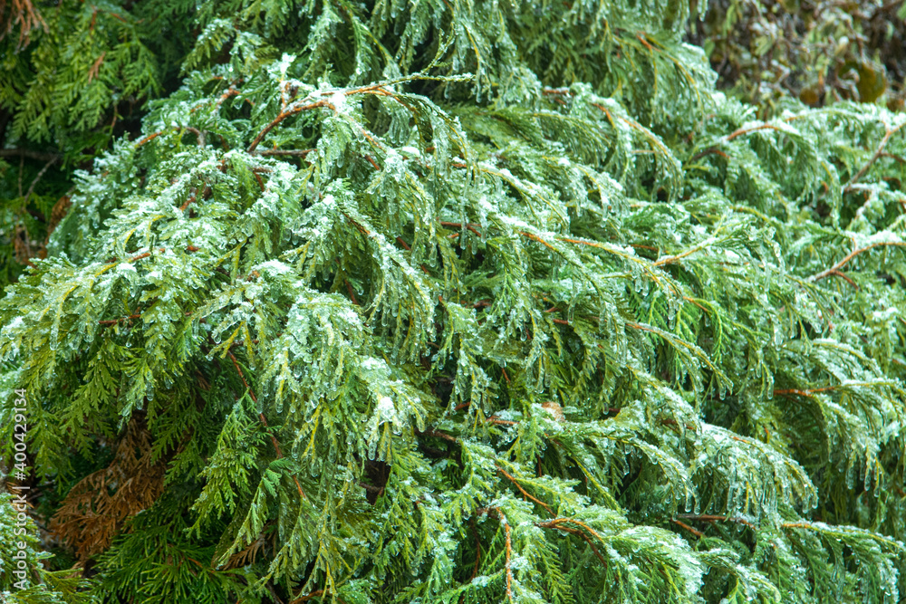 juniper branch in winter juniper branch in winter