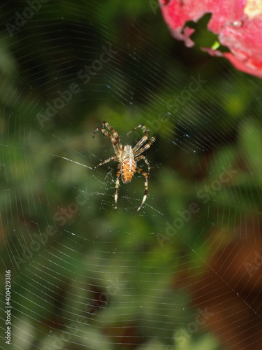 Araneus spider
