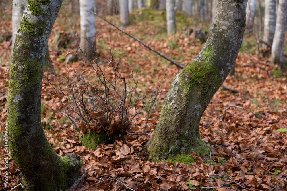i colori caldi dei boschi autunnali, il bosco autunnale con un tappeto di foglie secche e i suoi colori vivaci i colori caldi dei boschi autunnali, il bosco autunnale con un tappeto di foglie secche e i suoi colori vivaci