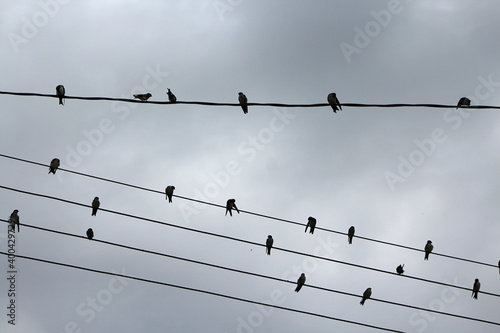 Birds resting on power lines.