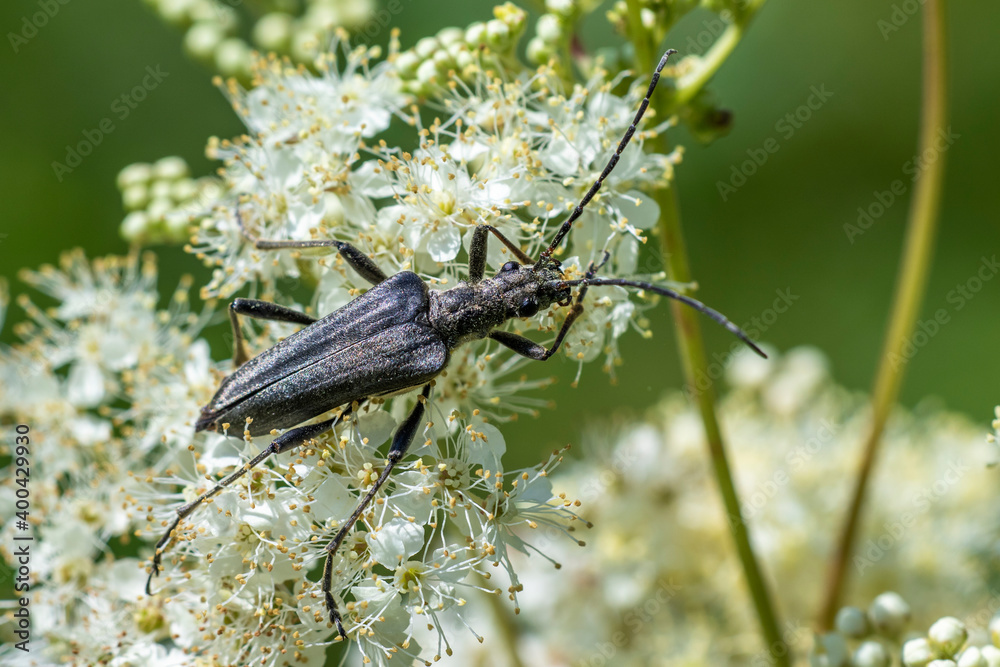 Dichtbehaarter Halsbock (Lepturobosca virens) Dichtbehaarter Halsbock (Lepturobosca virens)