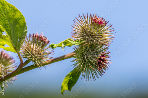 Große Klette (Arctium lappa) photo