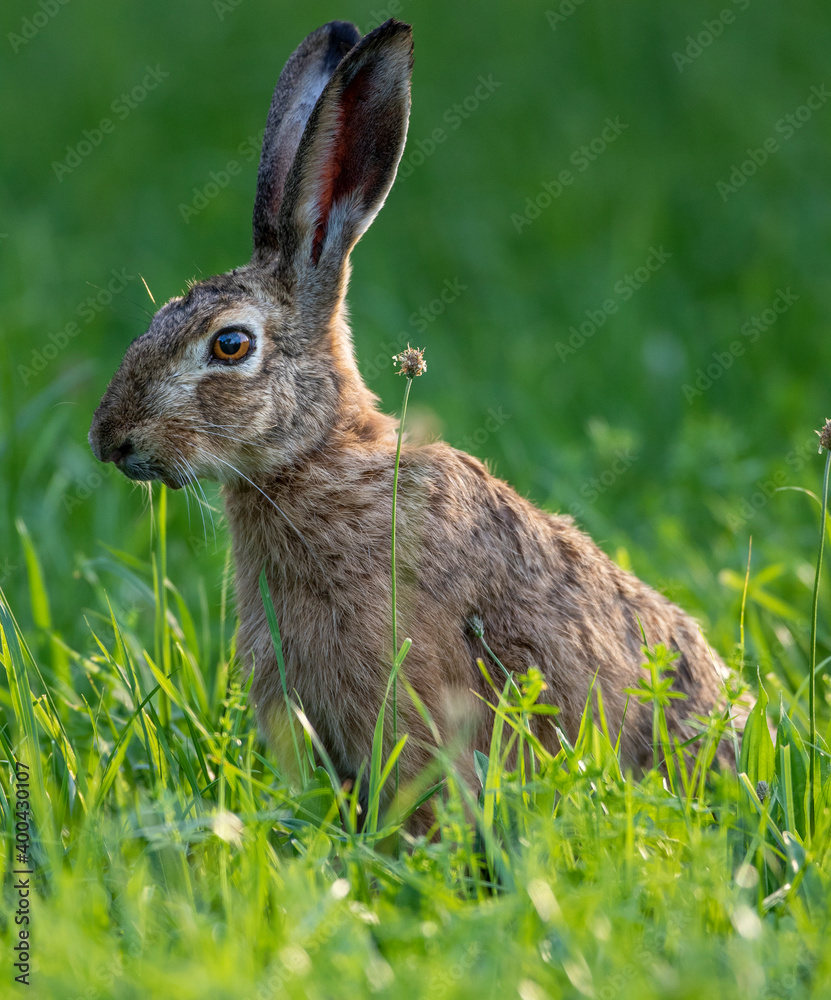 Fototapeta premium Feldhase (Lepus europaeus)