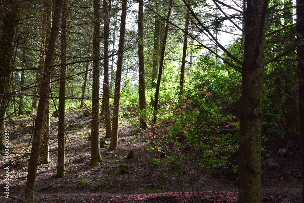 Obraz premium forest in the morning