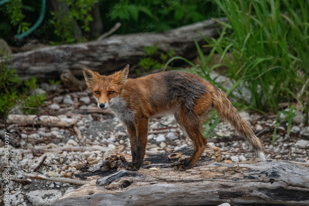 Playful red fox Playful red fox