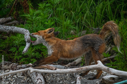 Playful red fox © Stanislav