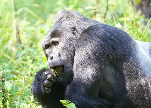 Wary Looking Male Mountain Gorilla in Biwindi National Park, Uganda photo