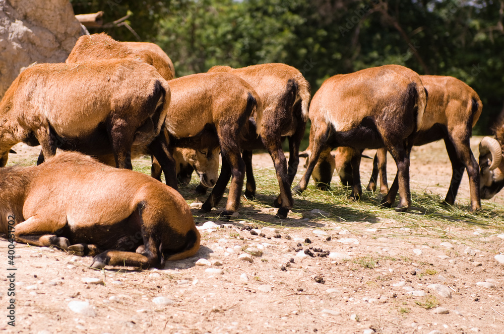 Fototapeta premium bunch of cows eating grass
