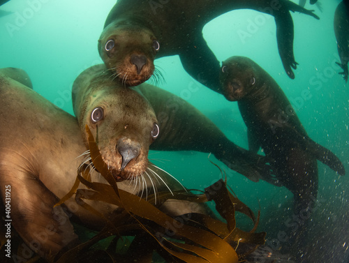 Steller's sea lion underwater