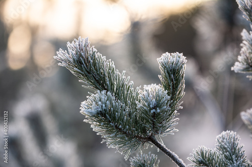 Trees, shrubs and forest are frozen in winter.