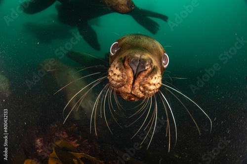 Steller's sea lion underwater © Stanislav