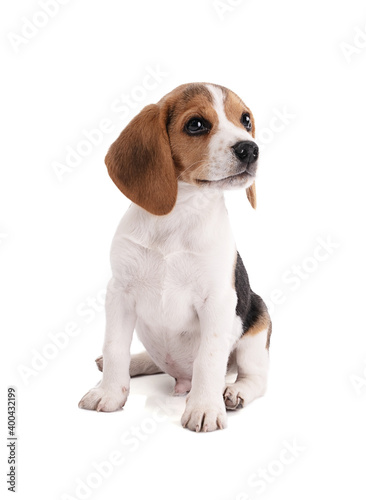 Sitting cute Puppy beagle