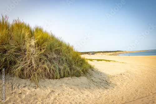 sand dunes on the beach  kijkduin netherlands