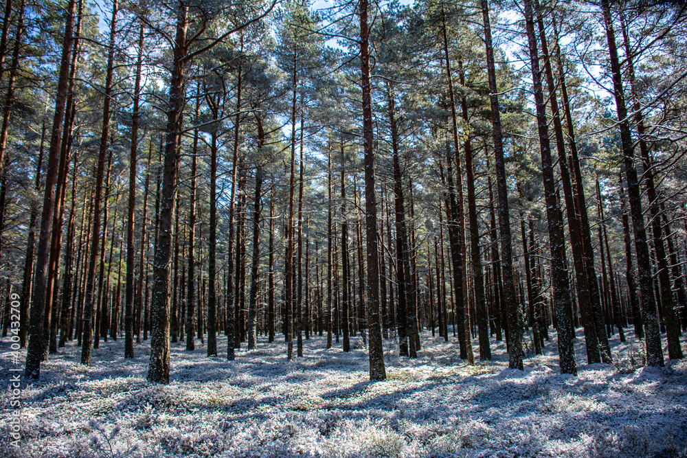 Trees and forest frozen in winter. Trees and forest frozen in winter.