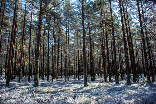 Trees and forest frozen in winter.