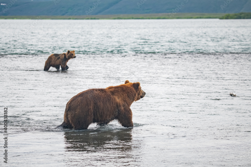 Brown bear hunts for salmon in Kamchatka, Russia Brown bear hunts for salmon in Kamchatka, Russia